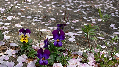 c4653460.jpg