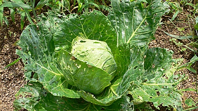 d2cd2bc5.jpg