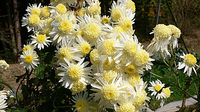 ed50e517.jpg