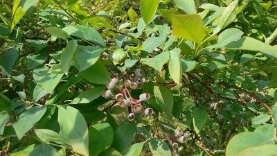 P1200305_resize1