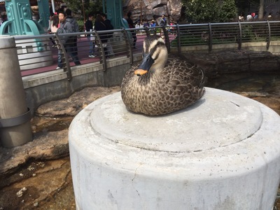 Disney sea_9664