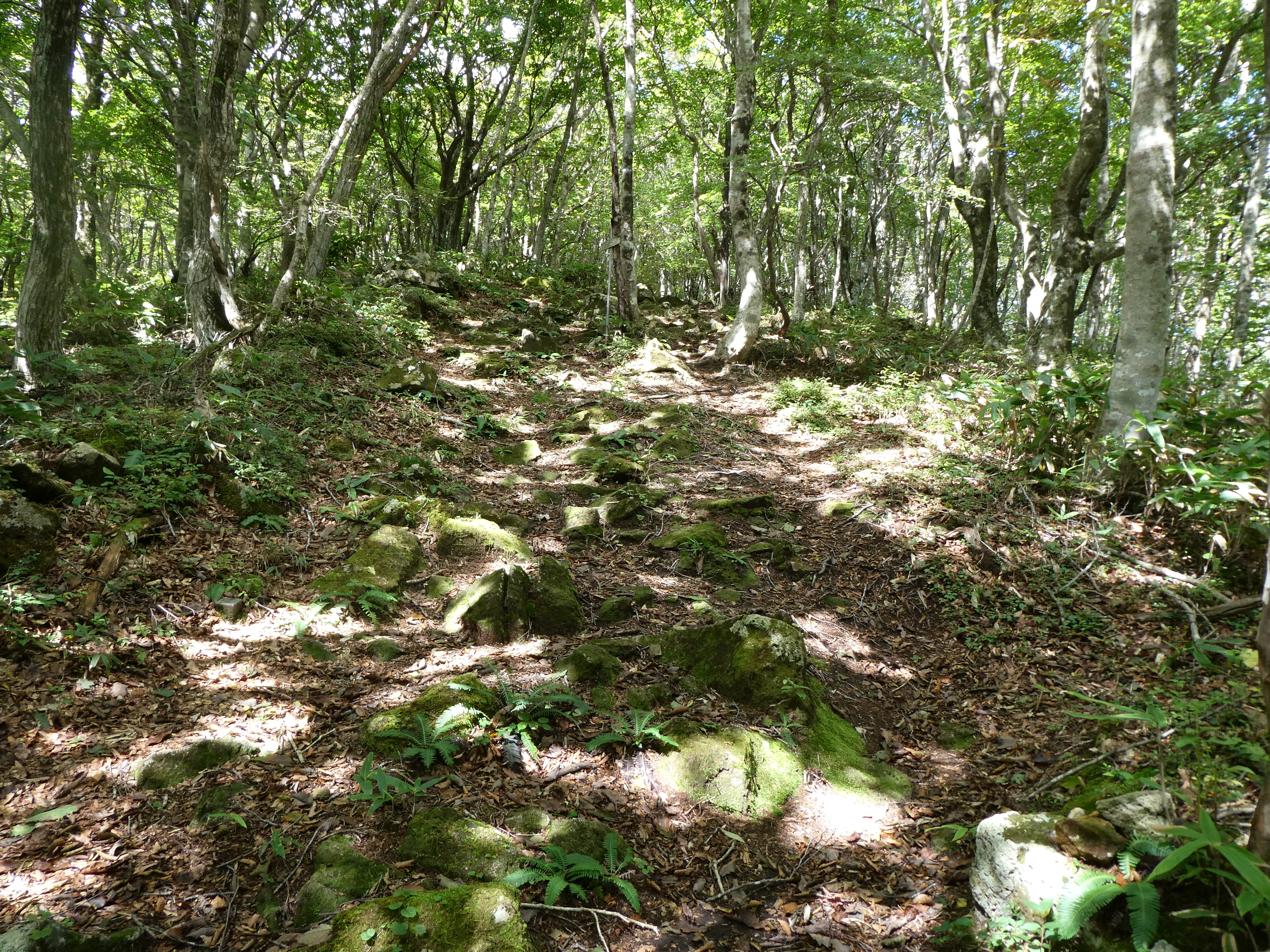 P1040294