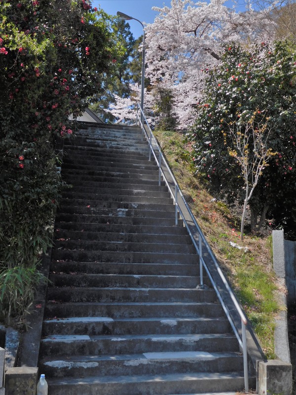 DSCN0241