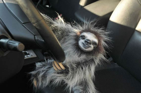 animal_drive