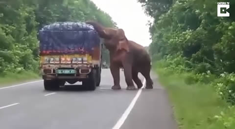 Elephant Stops And Eats Potatoes From Truck On Road