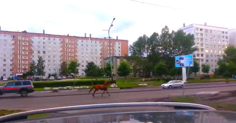 russia_horse