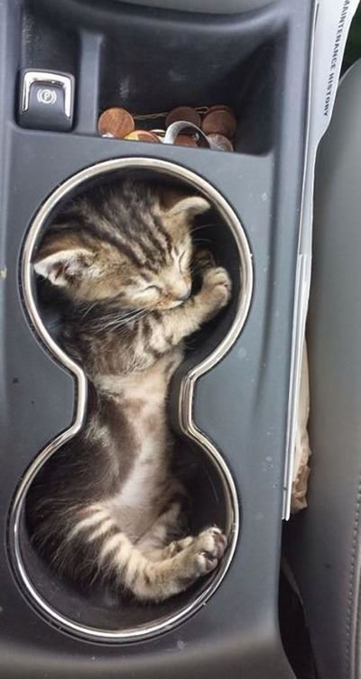 cupholder_cat