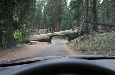 tree_tunnel