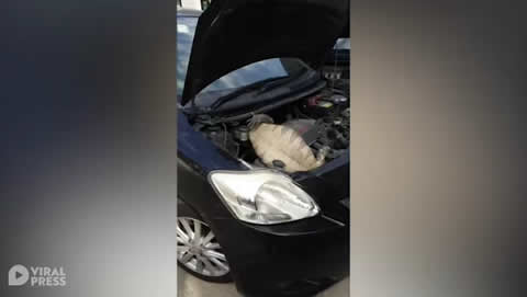 Monitor Lizard Found In Family's Car Engine