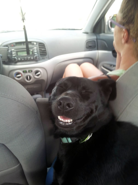 drive_funnyface_dog