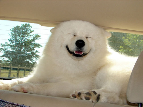 drive_feelgood_dog