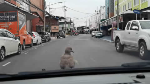 Cute Bird Hangs Out on Hood