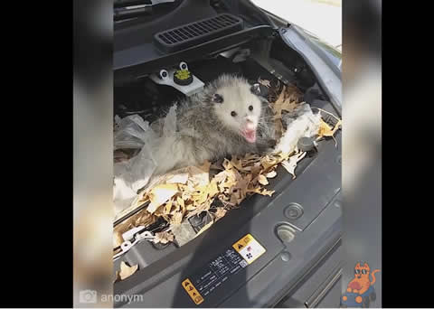 O ﾅﾝﾃｺｯﾀｲ メカニカルトラブル映像集 Turbo Bee 自動車 バイク動画のターボビー