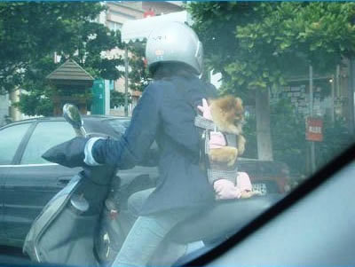 dog_bag2