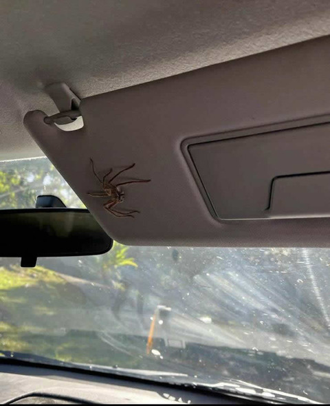 spider2
