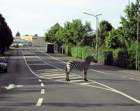 zebra_zone