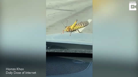 Car Drives Through Huge Grasshopper Swarm