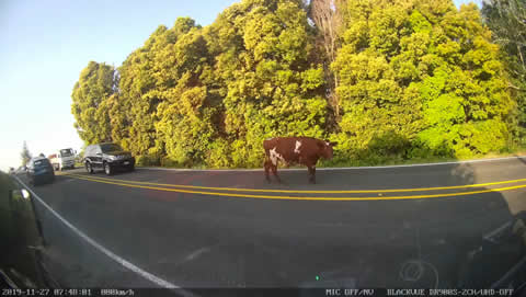 Wandering Cow Created Traffic Jam