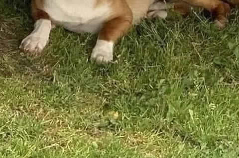 muffler_dog_s