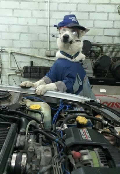 mechanic_dog2