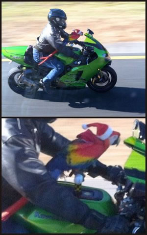 parrot_rider