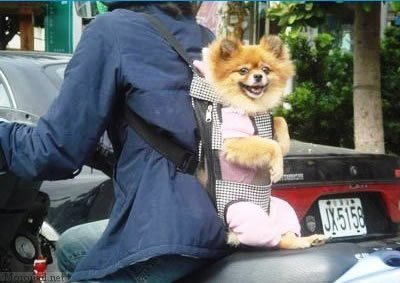 dog_bag7