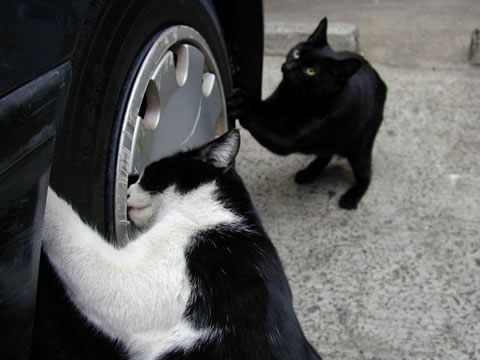 tire-cat01