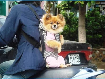 dog_bag6