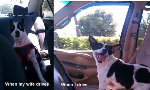 dogdrive59