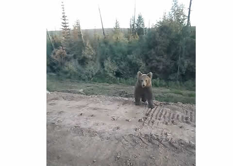 bear_attack