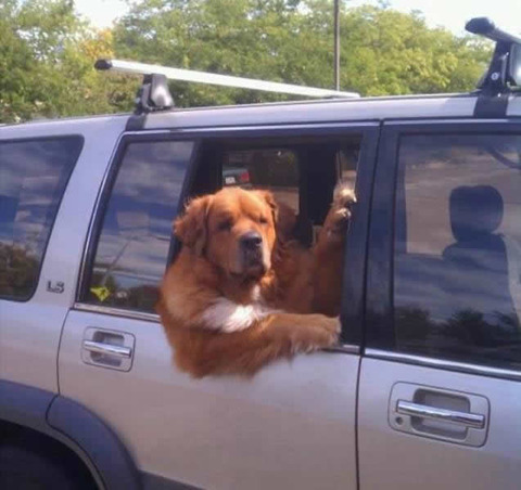 dog_drive