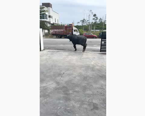 Buffalo Trashes Car and Trots Off