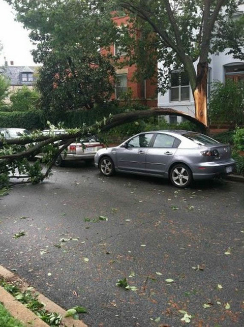 tree_carcrash_safe