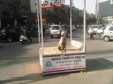 dog_trafficpolice
