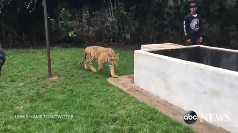 Lewis Hamilton Scares a Tiger