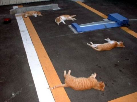 cat_parking