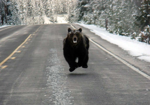 bear_run