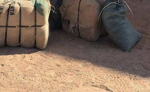 special_christmas_tree_s