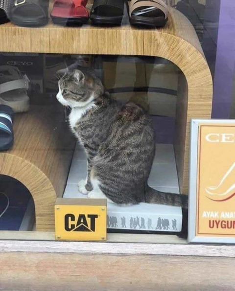 cat