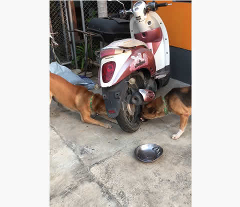 Dogs Arguing Through a Motorcycle Wheel