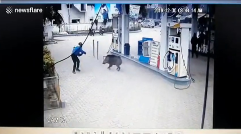 Wild pig injures several during rampage in northern India