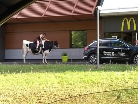 cow_drivethru