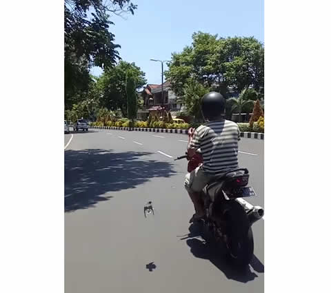 Starling Hitches a Ride on Motorcycle