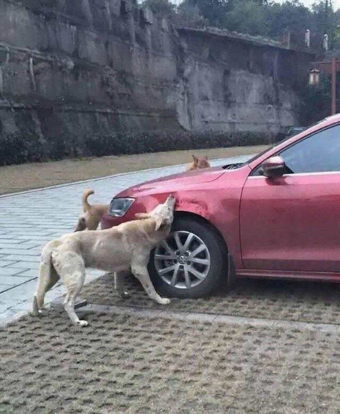 overfender_dog
