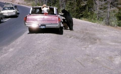 Parent and child bear