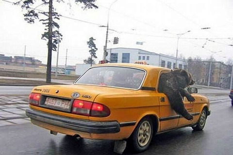 bear_taxi