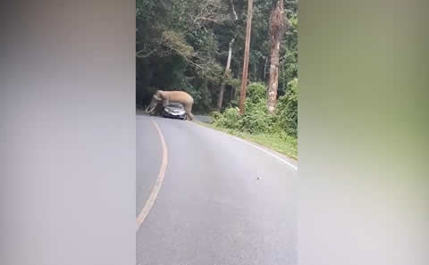 Angry Elephant CRUSHES Car It Refuses To Let Past