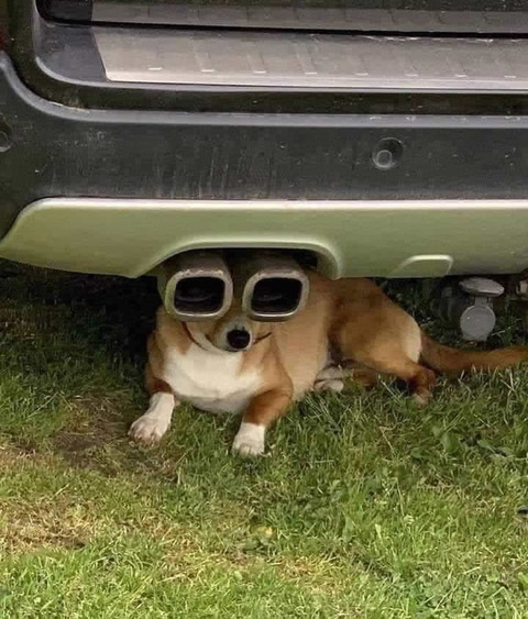 muffler_dog