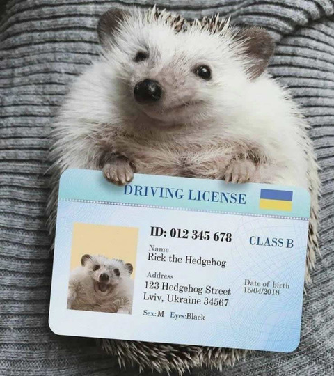 driving_lisense