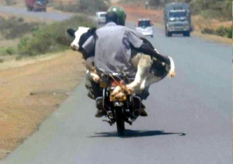 cow_bike